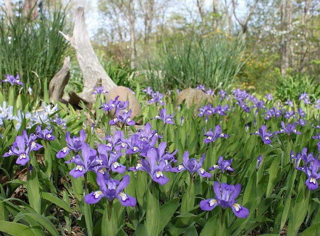 Iris Cristata Roots 10 Crested Iris
