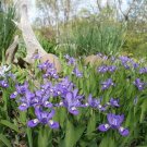 Iris Cristata Roots 10 Crested Iris