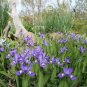 Iris Cristata Roots 10 Crested Iris
