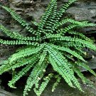 Asplenium Platyneuron Maidenhair Spleenwort Fern 20 Rhizomes