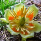 Quart Pot 1 Plant Live Liriodendrontulipifera, Tulip Tree 8" We do not ship to ARIZONA