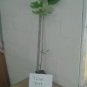 Quart Pot 1 Plant Live Liriodendrontulipifera, Tulip Tree 8" We do not ship to ARIZONA