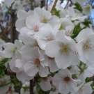 2 1/2" Pot 1 Plant Live Snowgoose Flowering Cherry Tree 6" We do not ship cherry to AZ and CA
