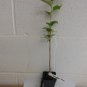 2 1/2" Pot 1 Plant Live Snowgoose Flowering Cherry Tree 6" We do not ship cherry to AZ and CA