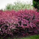 Quart Pot 1 Plant Live Berberis thunbergii 'Rose Glow, Rose Glow Barberry shrub6"
