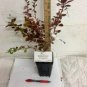Quart Pot 1 Plant Live Berberis thunbergii 'Rose Glow, Rose Glow Barberry shrub6"