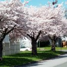 2 1/2" Pot 1 Plant Live Akebono Flowering Cherry Tree 6" Not ship cherry to ARIZONA & CALIFORNIA