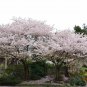 2 1/2" Pot 1 Plant Live Akebono Flowering Cherry Tree 6" Not ship cherry to ARIZONA & CALIFORNIA