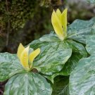 T. Luteum, Yellow Trillium 5 bulbs