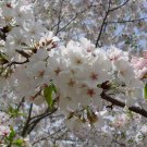2 1/2" Pot 1 Plant Live Snowgoose Flowering Cherry Tree 6" Not ship cherry to AZ and CA
