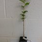2 1/2" Pot 1 Plant Live Snowgoose Flowering Cherry Tree 6" Not ship cherry to AZ and CA