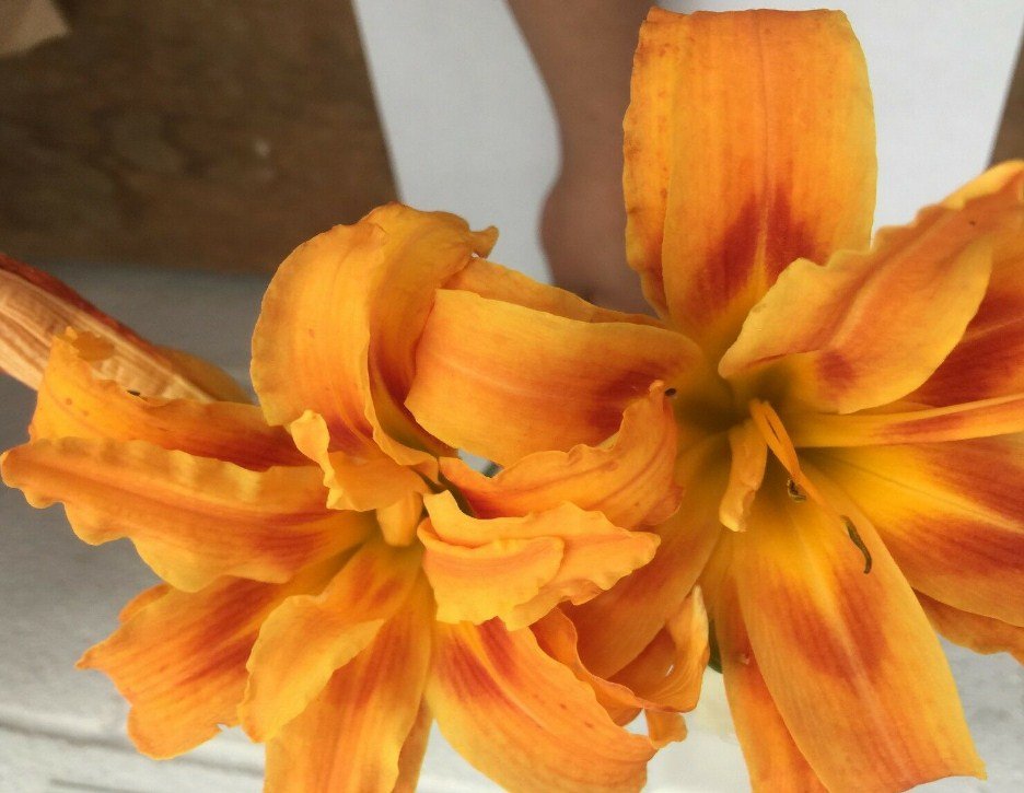 3 Fans/Root Systems, Double Orange Bloom Daylily