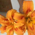 3 Fans/Root Systems, Double Orange Bloom Daylily