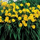 25 Fans/Root Systems, Stella De Oro Daylily We DO NOT ship to AK, HI & P.R.