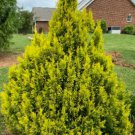 Quart Pot 1 Plant Live Golden arborvitae 8"
