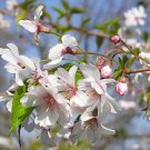 1 Plant Live Autumnalis' Flowering cherry tree We do not ship cherry trees to CA