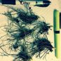 20 roots Hydrastis Canadensis, Golden Seal