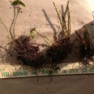 Polystichum Acrostichoides, Christmas Fern 5 Rhizomes We do not ship to Arizona