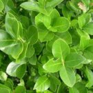 2 1/2" Pot 1 Plant Live Manhatten Euonymus 8"