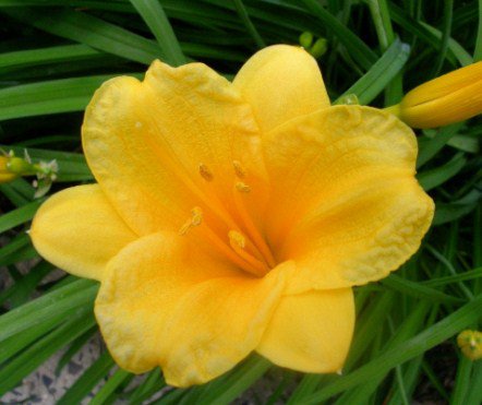 10 Fans/Root Systems Stella De Oro Daylily We DO NOT ship to AK, HI & P.R.