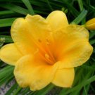 10 Fans/Root Systems Stella De Oro Daylily We DO NOT ship to AK, HI & P.R.