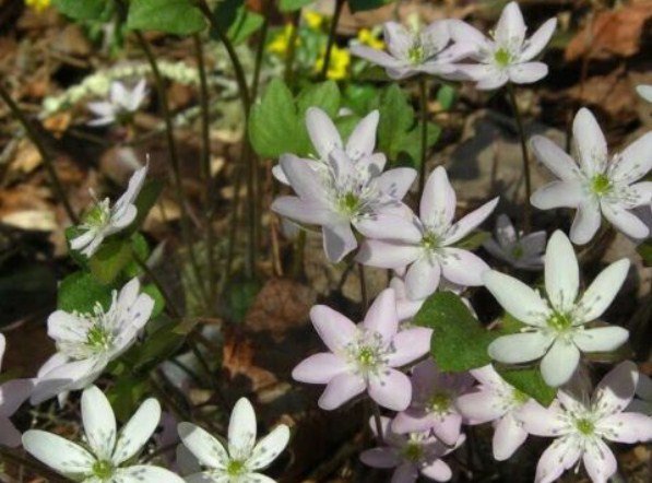 5 Bulb Roots Sharp Lobed Hepatica No shipments to TN CA AK HA AZ NV NM