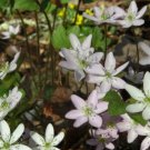 5 Bulb Roots Sharp Lobed Hepatica No shipments to TN CA AK HA AZ NV NM