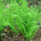 5 Bulb Roots Ostrich Fern / Glade Fern Perennial No shipments to TN CA AK HA AZ NV NM