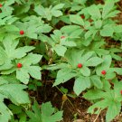 5 Bulb Roots Goldenseal Hydrastis Canadensis No shipments to TN CA AK HA AZ NV NM