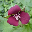 5 Bulb Roots Purple Erectum Trillium No shipments to TN CA AK HA AZ NV NM