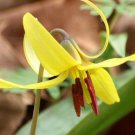 5 Bulb Roots Large Yellow Trout Lily No shipments to TN CA AK HA AZ NV NM