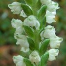 5 Bulb Roots Downy Rattlesnake Orchid Goodyera Pubescens No shipments to TN CA AK HA AZ NV NM