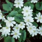 5 Bare Roots Twin Leaf. Jeffersonia Diphylla Native No shipments to TN CA AK HA AZ NV NM