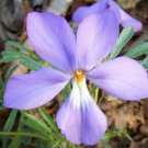 5 Bulb Roots Bird Foot Violets No shipments to TN CA AK HA AZ NV NM