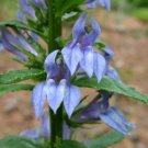 5 Bulb Great Blue Lobelia No shipments to TN CA AK HA AZ NV NM