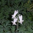 5 Bulb Roots Squirrel Corn Dicentra Canadensis No shipments to TN CA AK HA AZ NV NM