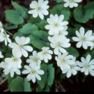 10 Bulb Roots Twin Leaf. Jeffersonia Diphylla No shipments to TN CA AK HA AZ NV NM