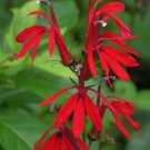 5 Bare Root Red Lobelia Cardinal Flower No shipments to TN CA AK HA AZ NV NM