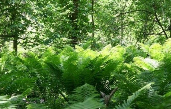5 Bare Roots Lady Fern Athyrium Filix -Femina No shipments to TN CA AK HA AZ NV NM