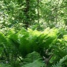 5 Bare Roots Lady Fern Athyrium Filix -Femina No shipments to TN CA AK HA AZ NV NM