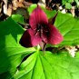 6 Bare Roots Trillium Sulcatum No shipments to TN CA AK HA AZ NV NM