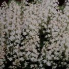 5 Bulb Roots Foamflower Foam Flower Tiarella cordifolia No shipments to TN CA AK HA AZ NV NM