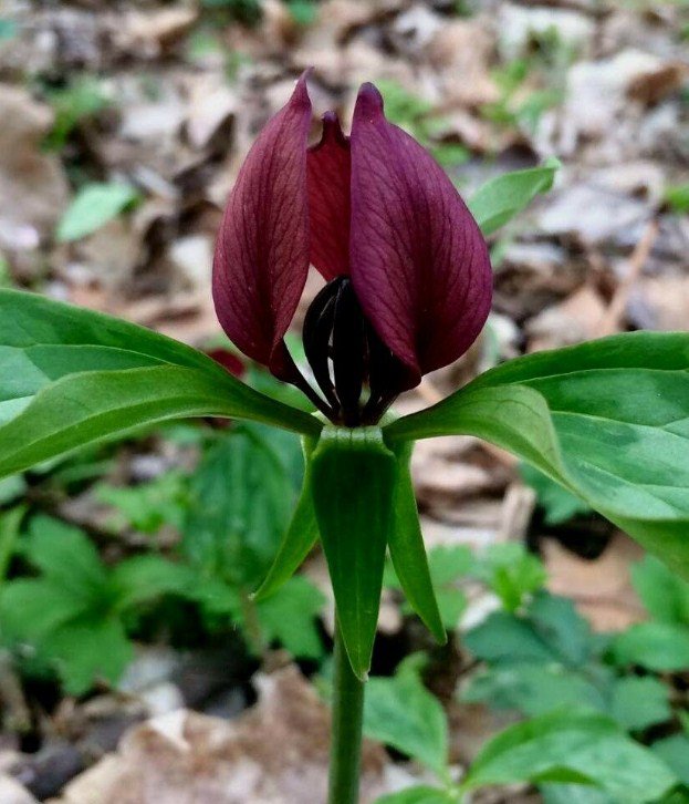 5 Bare Roots Prairie Trillium Recurvatum No shipments to TN CA AK HA AZ NV NM