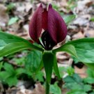5 Bare Roots Prairie Trillium Recurvatum No shipments to TN CA AK HA AZ NV NM