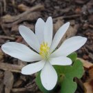5 Bare Roots Bloodroot No shipments to TN CA AK HA AZ NV NM