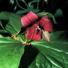 3 Bare Roots Trillium Sulcatum No shipments to TN CA AK HA AZ NV NM