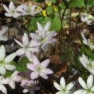 10 Bulb Roots Sharp Lobed Hepatica No shipments to TN CA AK HA AZ NV NM