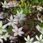 10 Bulb Roots Sharp Lobed Hepatica No shipments to TN CA AK HA AZ NV NM
