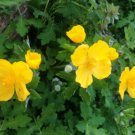 5 Bare Roots Celandine Poppy or Golden Poppy No shipments to TN CA AK HA AZ NV NM