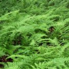 10 Bare Roots Hay Scented Fern No shipments to TN CA AK HA AZ NV NM